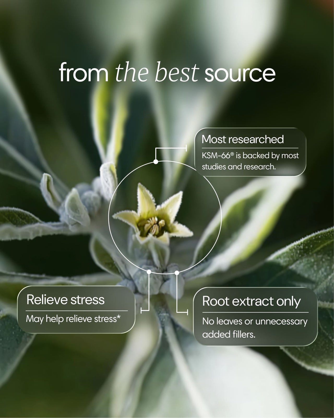 Clearly Ashwagandha capsules with the ingredient and benefits displayed in a natural setting, showcasing the herbal supplement.