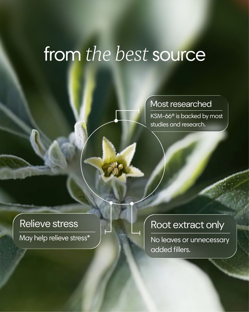 Clearly Ashwagandha capsules with the ingredient and benefits displayed in a natural setting, showcasing the herbal supplement.