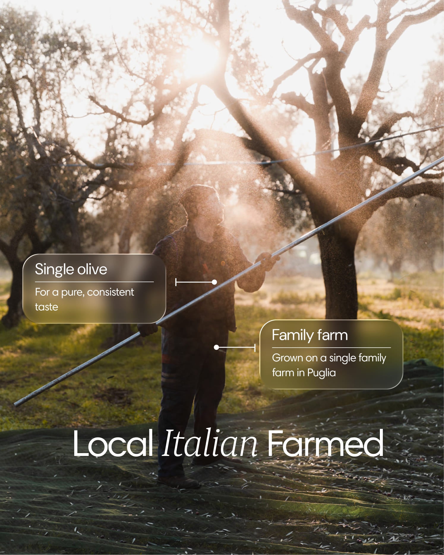 Extra Virgin Olive Oil